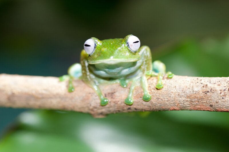 green tree frog on branch