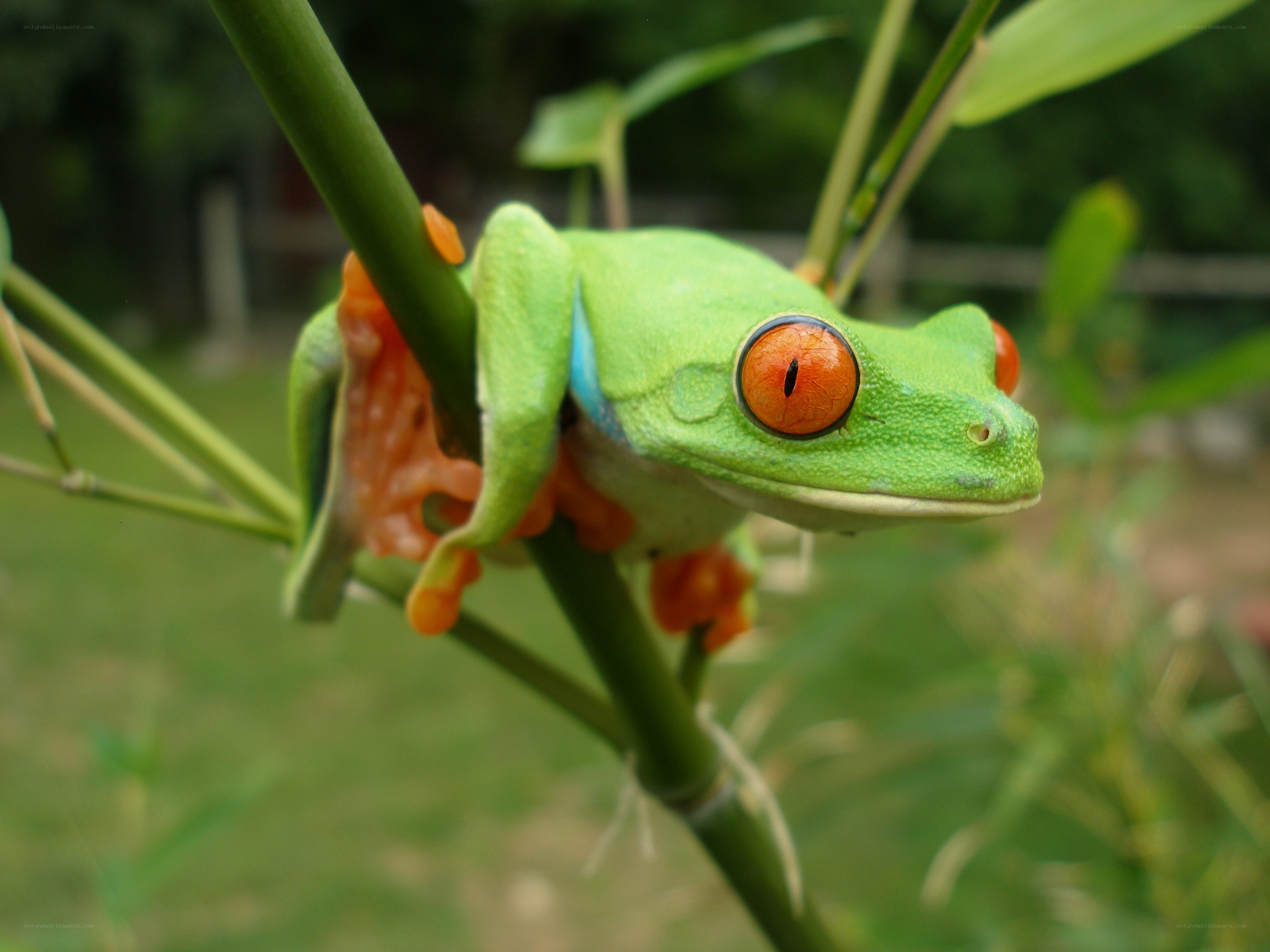 green tree frog on branch