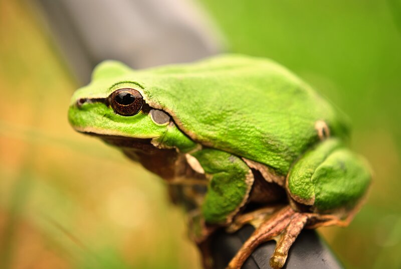 green tree frog on branch