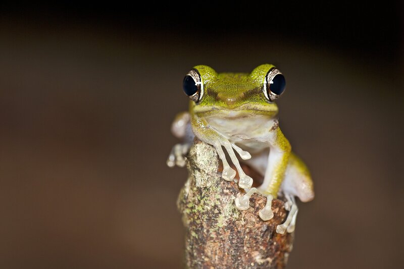 green tree frog on branch