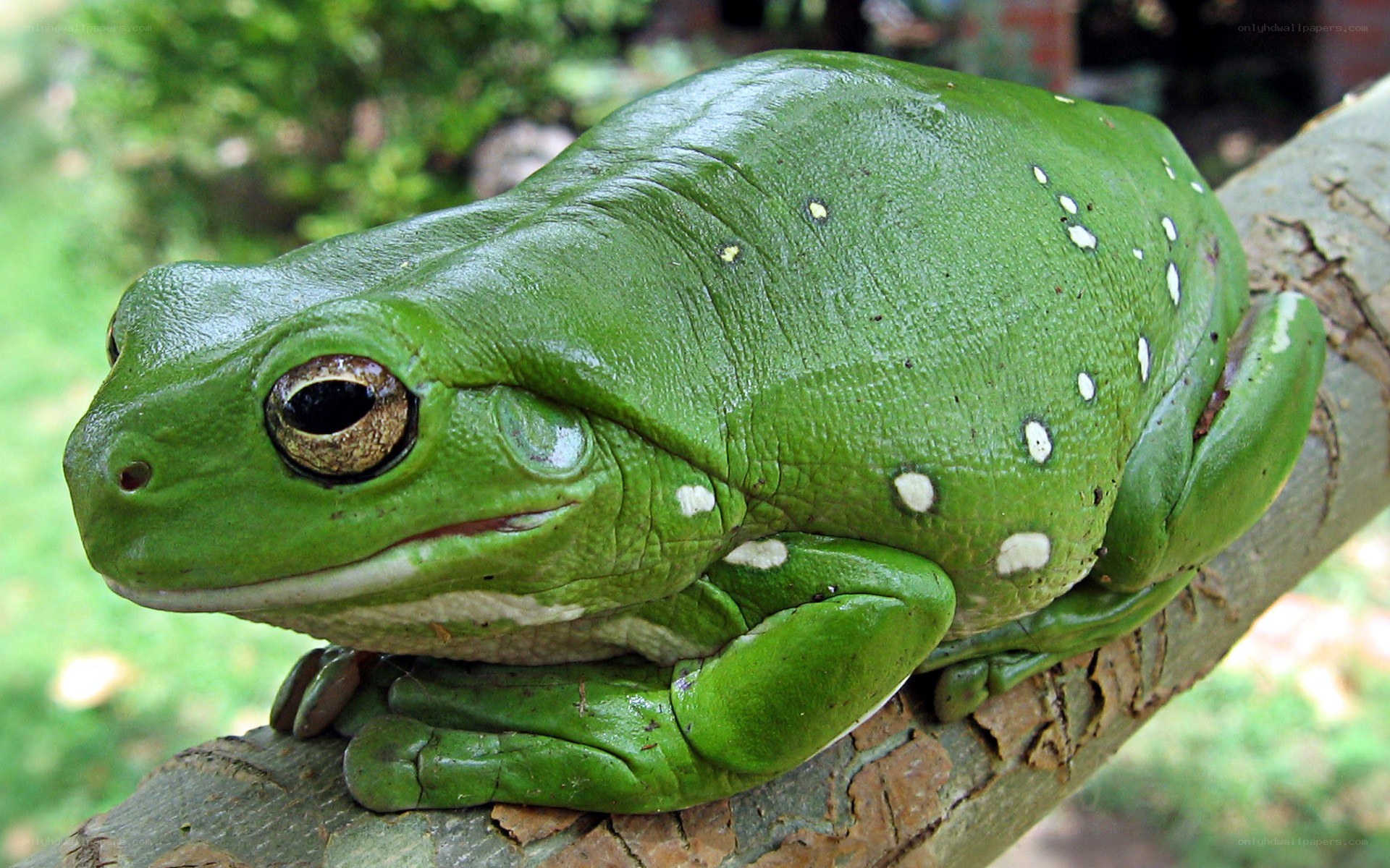 green tree frog on branch