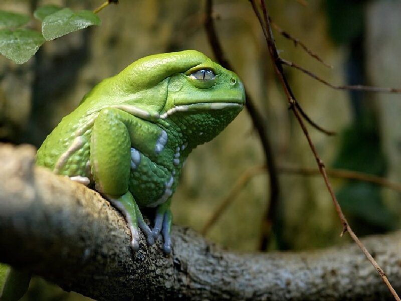green tree frog on branch