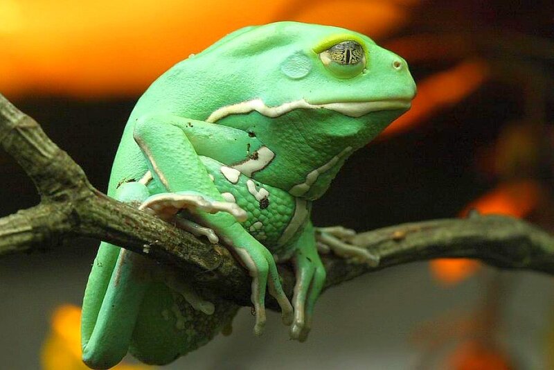 green tree frog on branch
