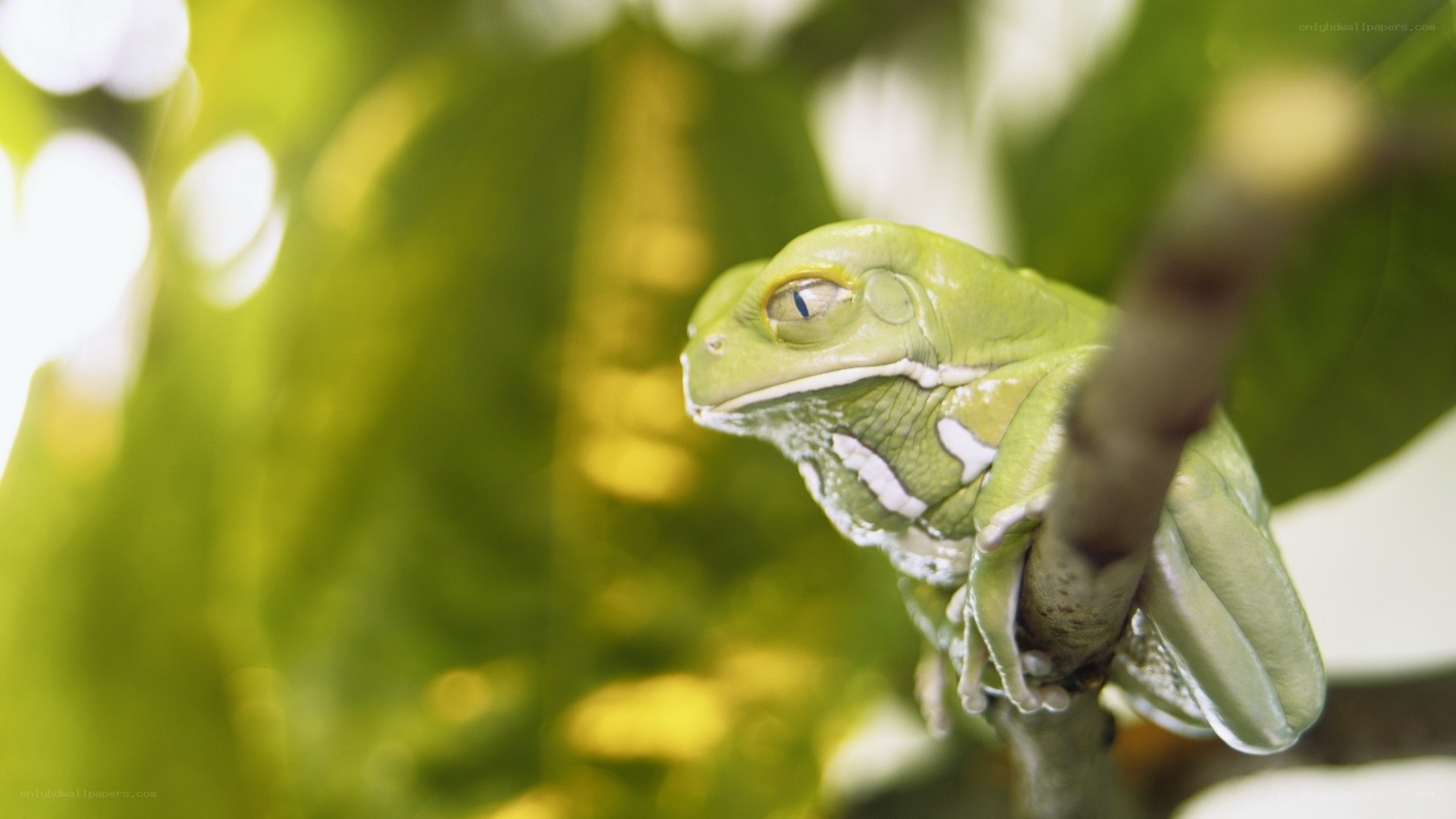 Green tree frog on branch
