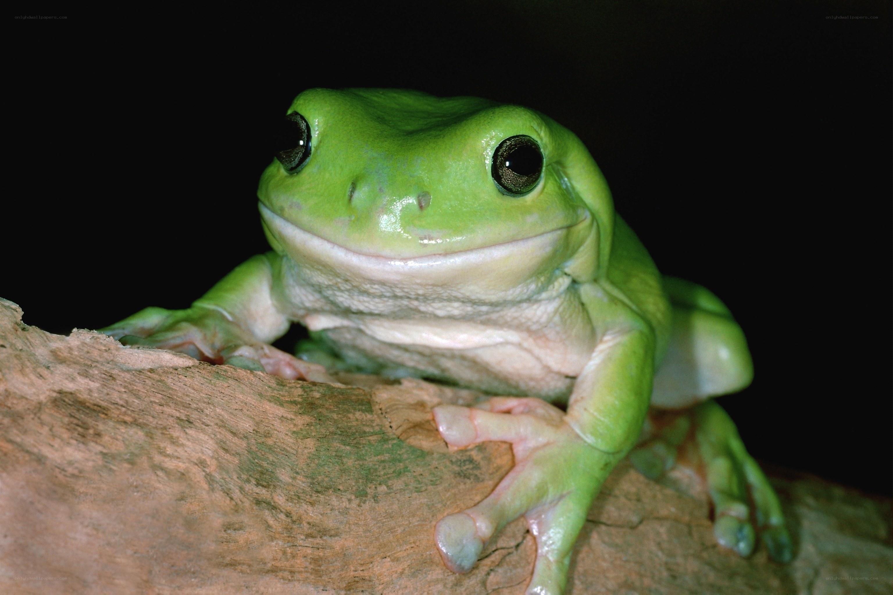 green tree frog on branch