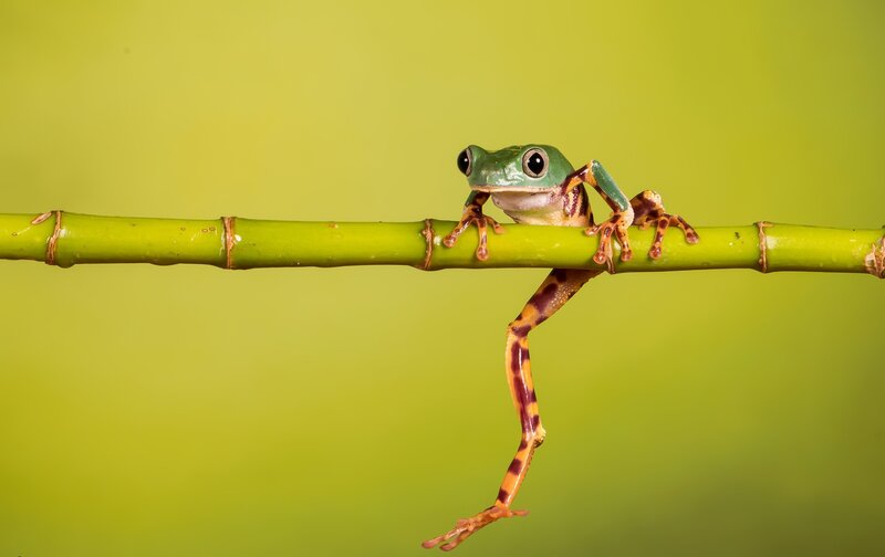 Green Tree Frog on Branch — Calm