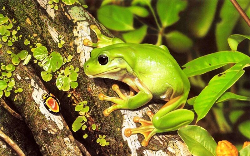 Green Tree Frog on Branch — Natural