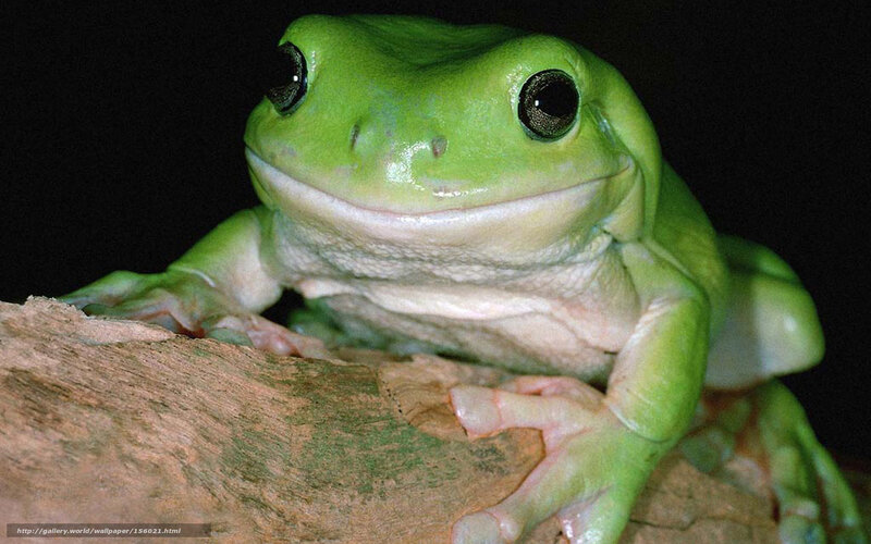 green tree frog on branch