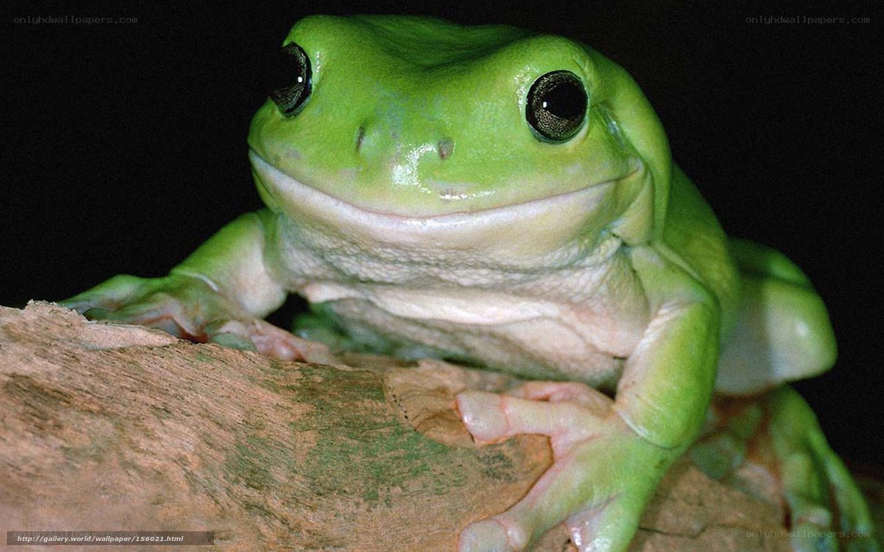 green tree frog on branch