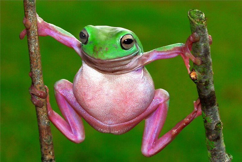 green tree frog on branches