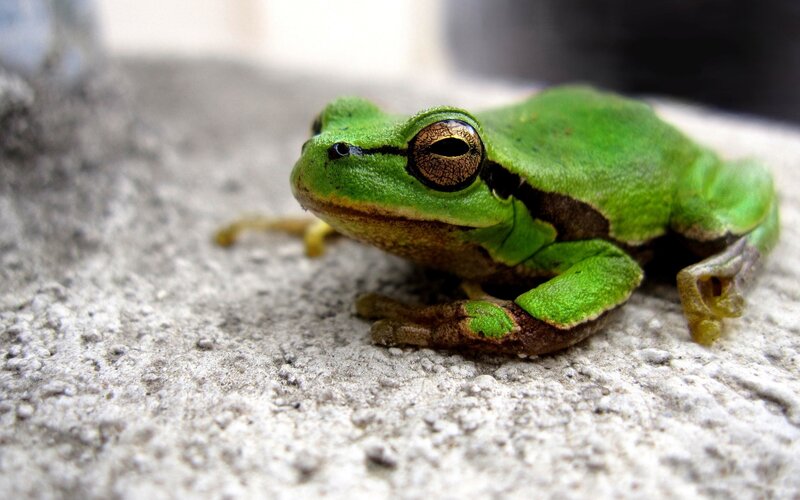 green tree frog on concrete