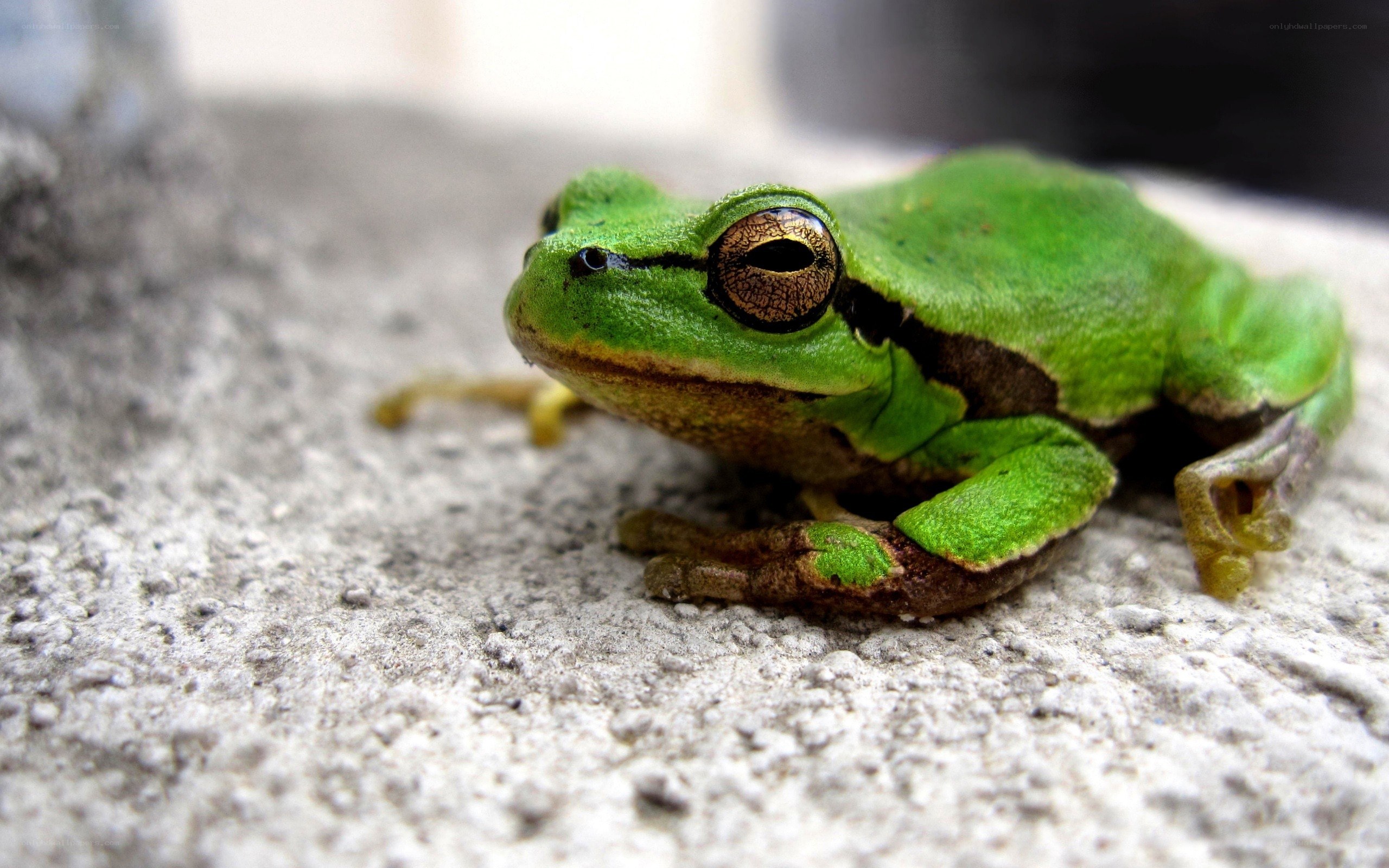 green tree frog on concrete