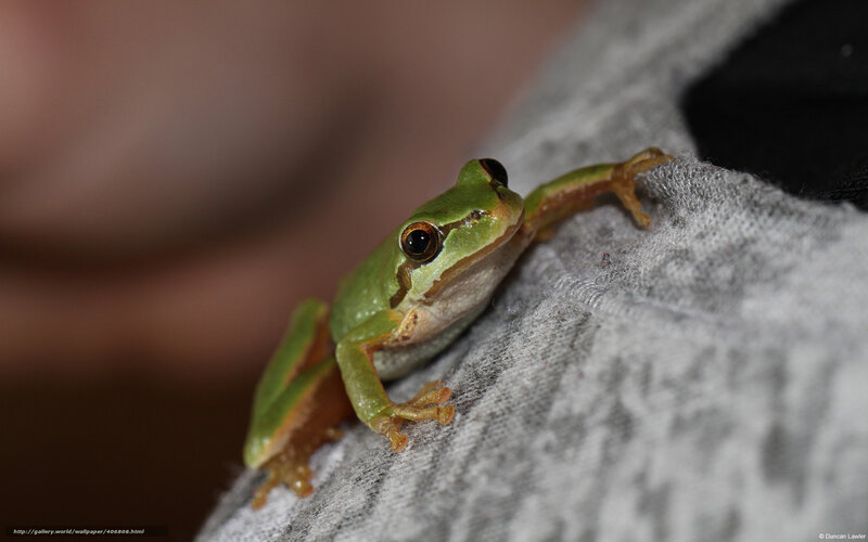 green tree frog on fabric