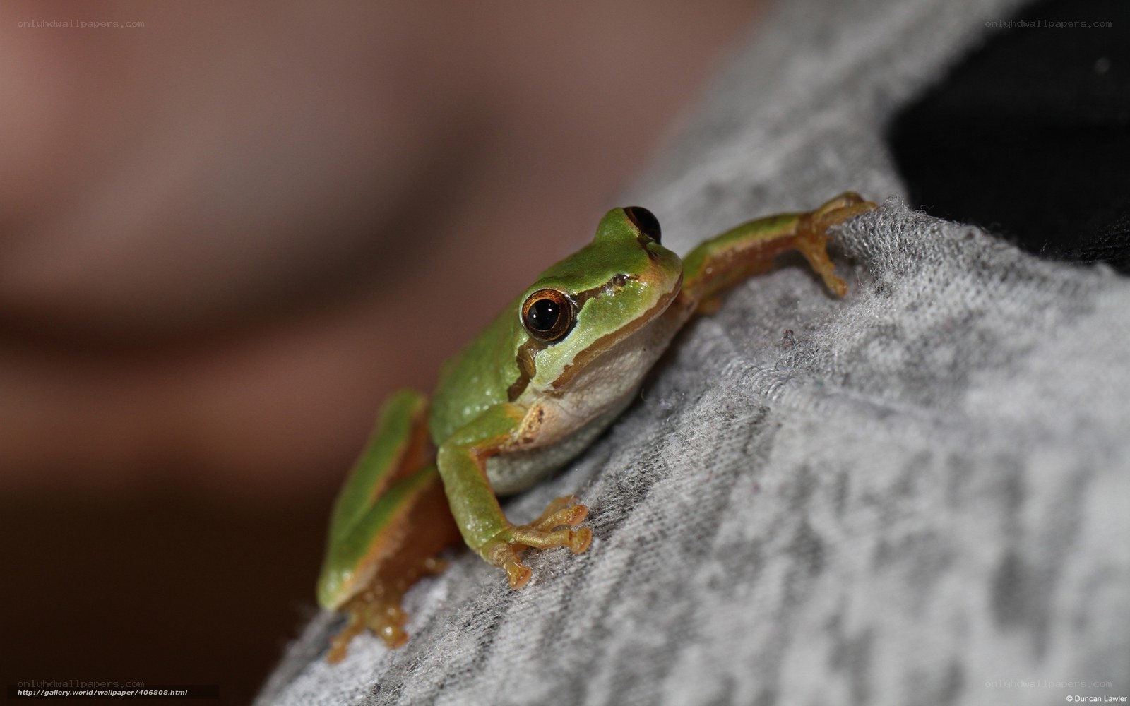 green tree frog on fabric