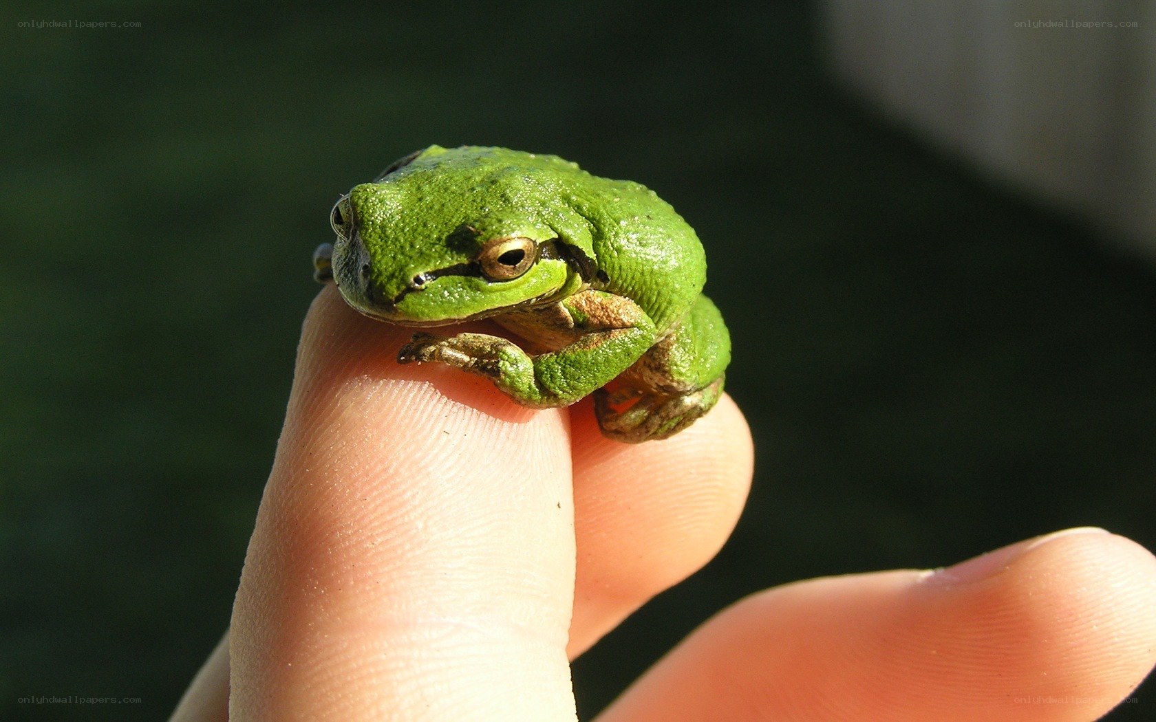 green tree frog on finger