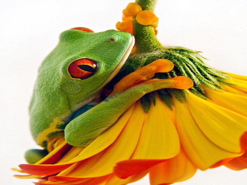 Green Tree Frog on Flower — Calm, Photograph