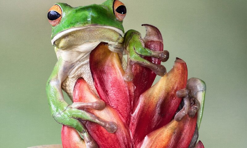 Green Tree Frog on Flower — Calm
