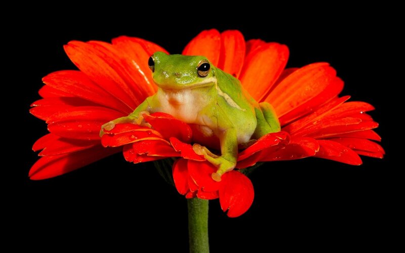 Green Tree Frog on Flower — Red, Dramatic