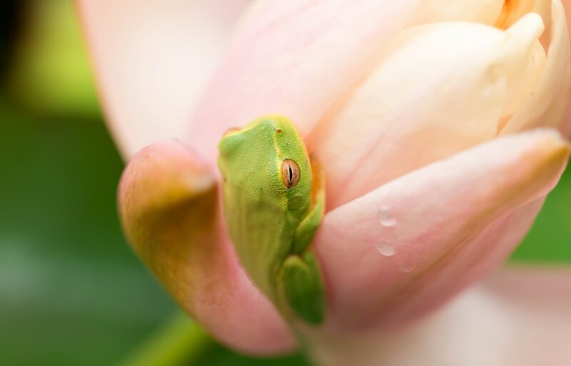 Green Tree Frog on Flower — Serene, Morning