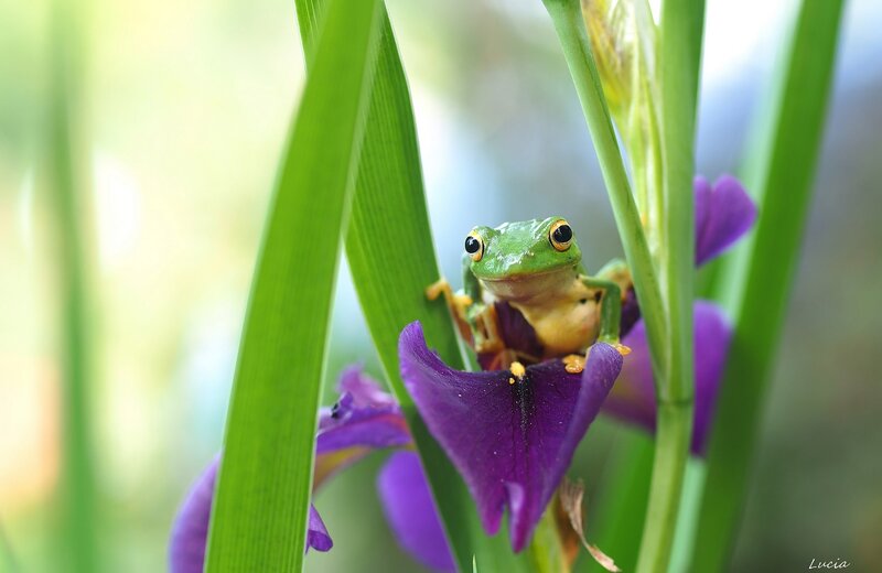 Green Tree Frog on Flower — Serene