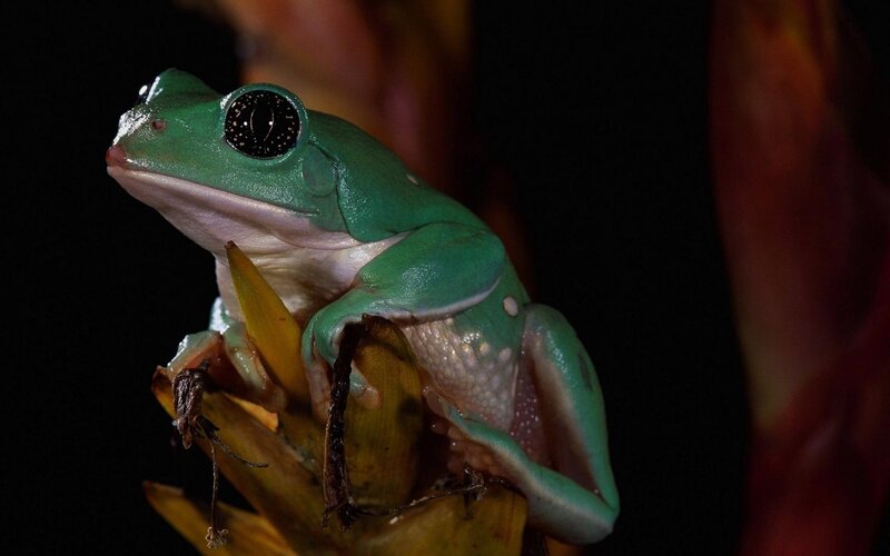 green tree frog on flower