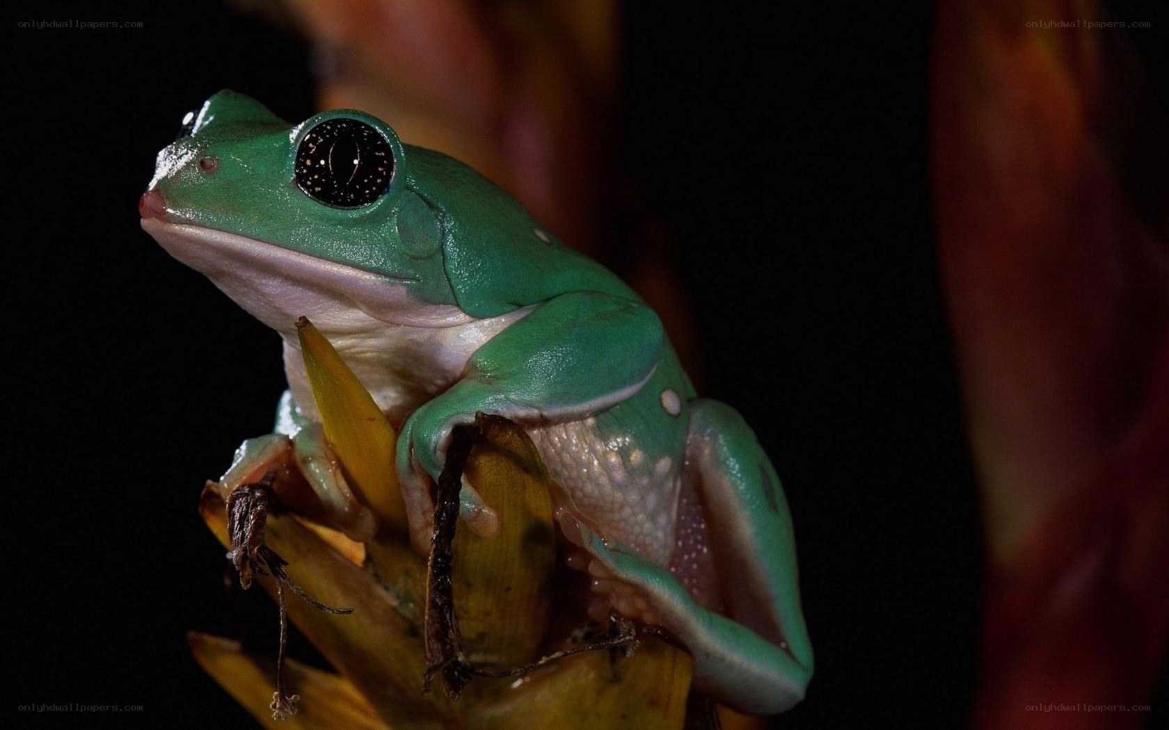 green tree frog on flower