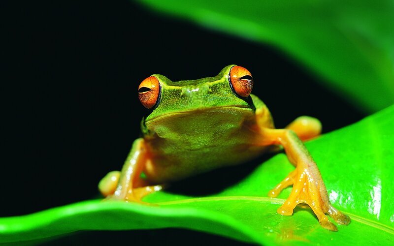 Green tree frog on leaf
