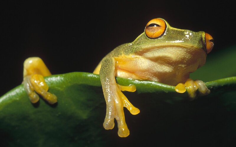 Green tree frog on leaf