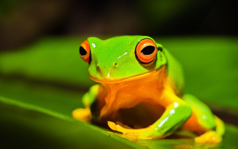 green tree frog on leaf