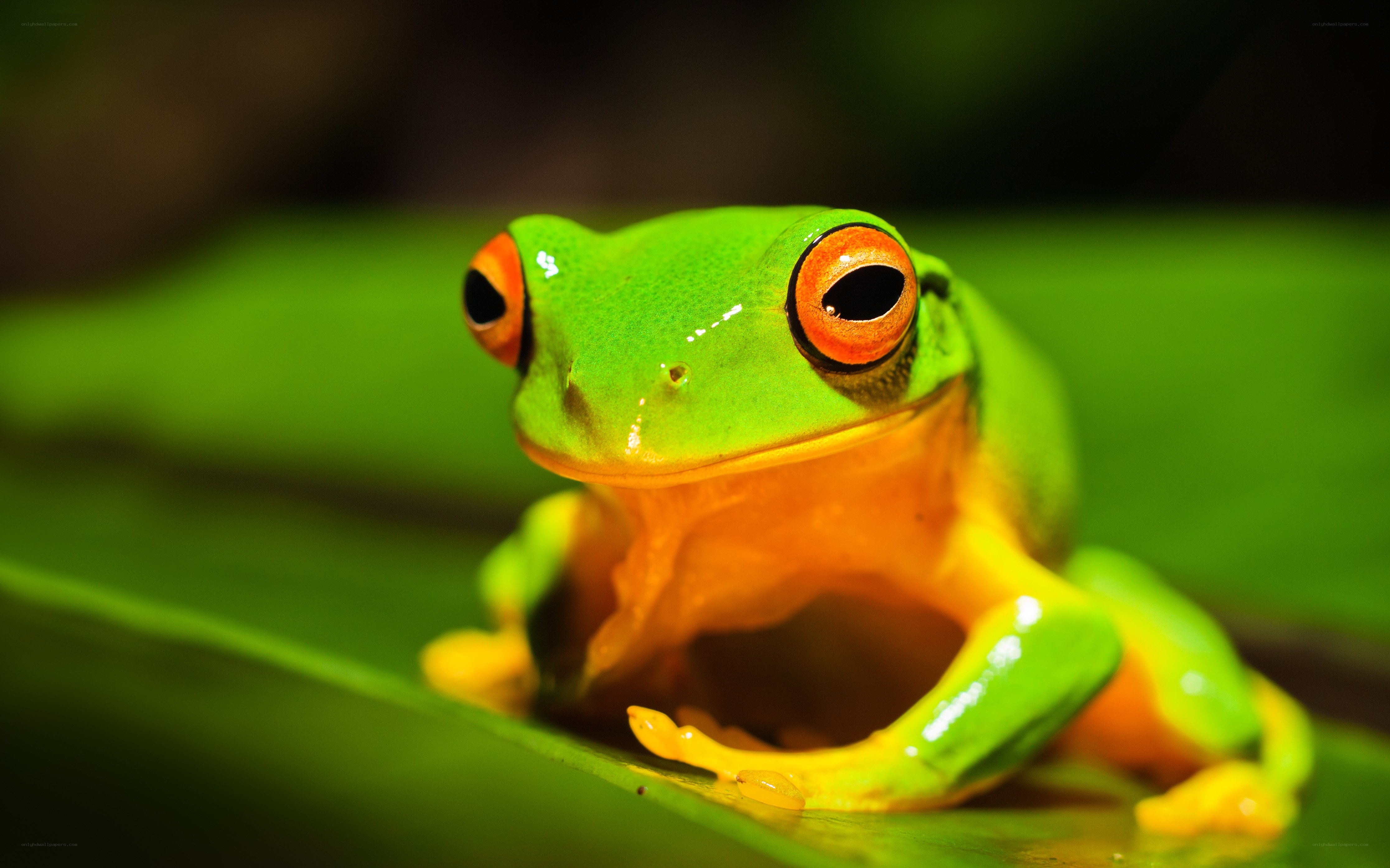 green tree frog on leaf