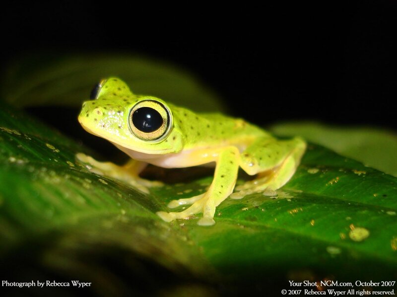 green tree frog on leaf