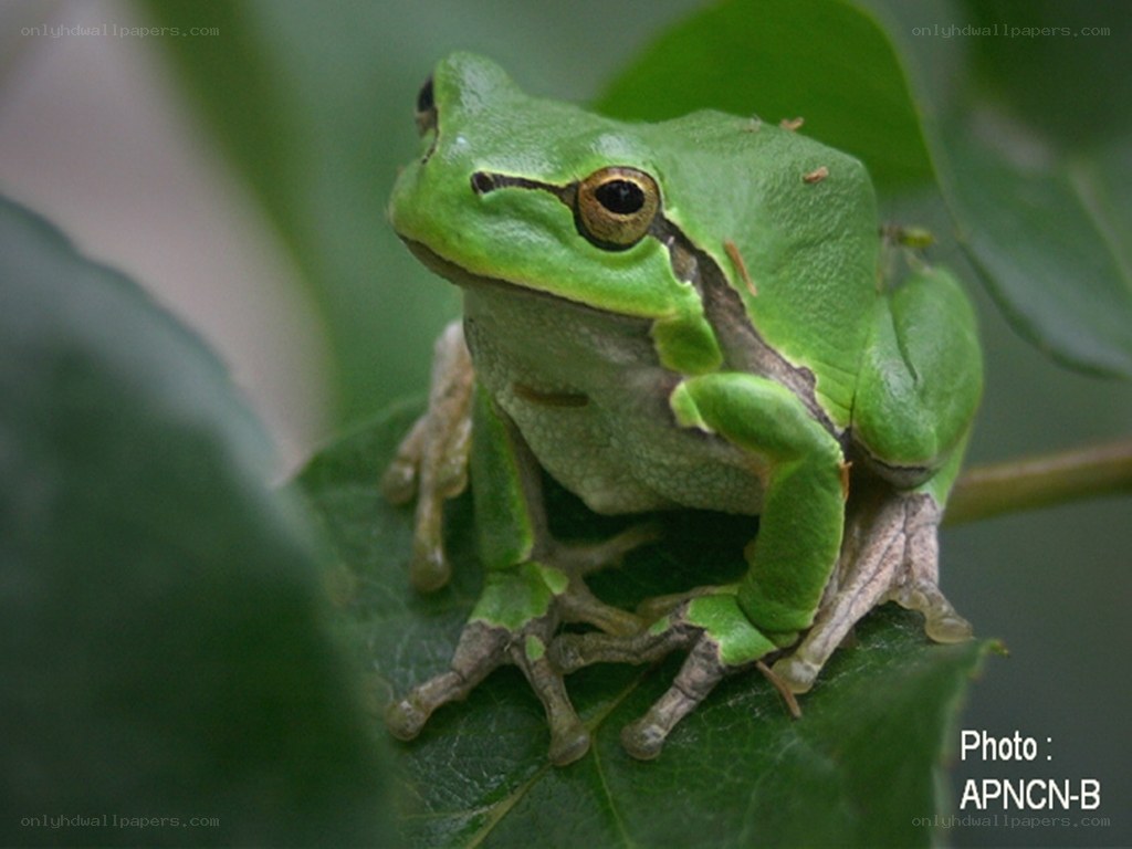 green tree frog on leaf