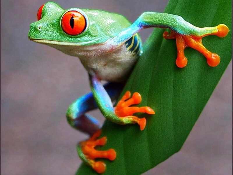 green tree frog on leaf