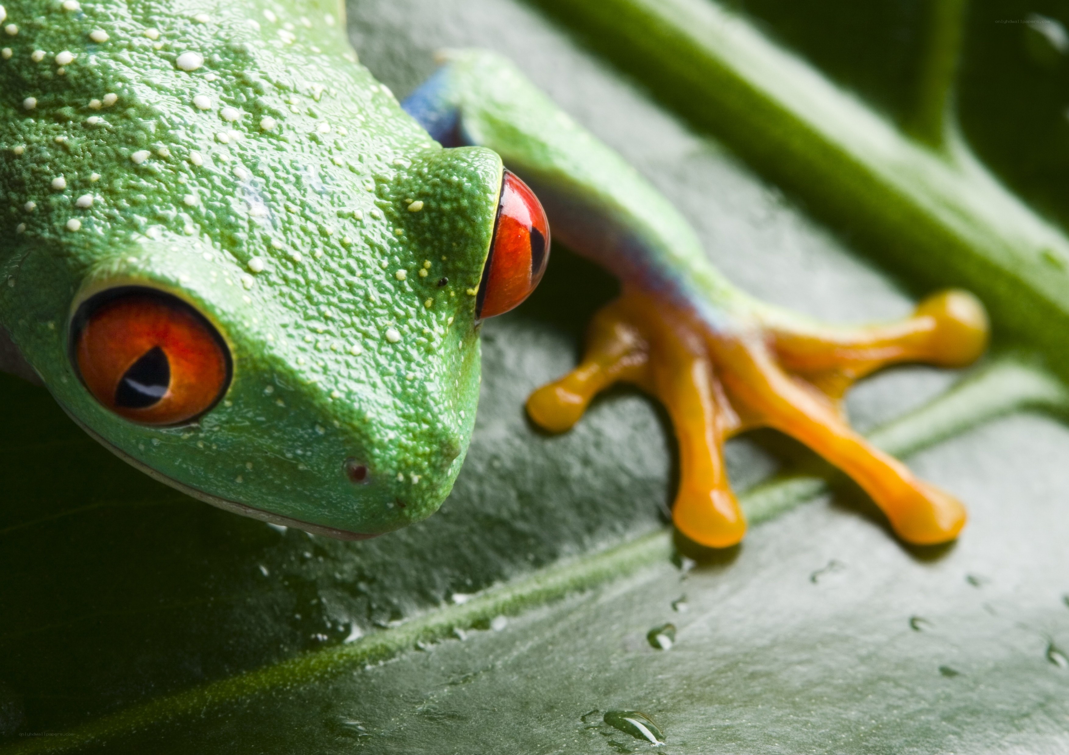 Green tree frog on leaf