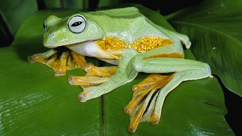 green tree frog on leaf