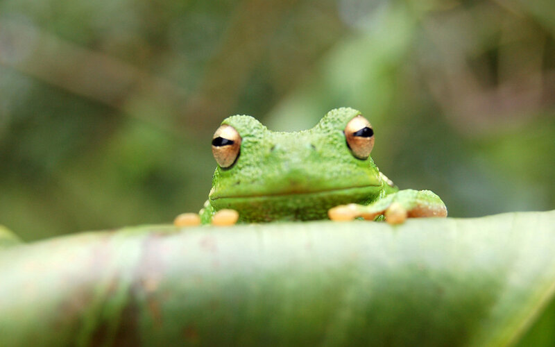 green tree frog on leaf