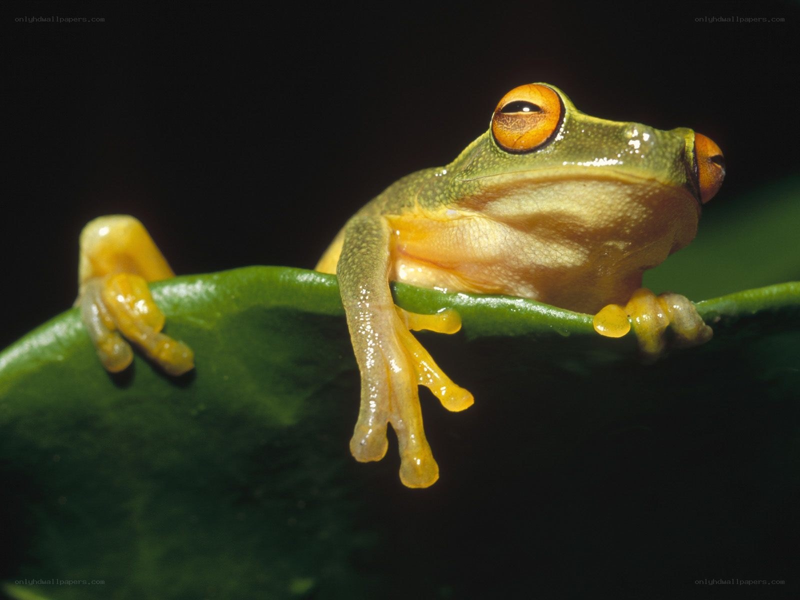 Green tree frog on leaf