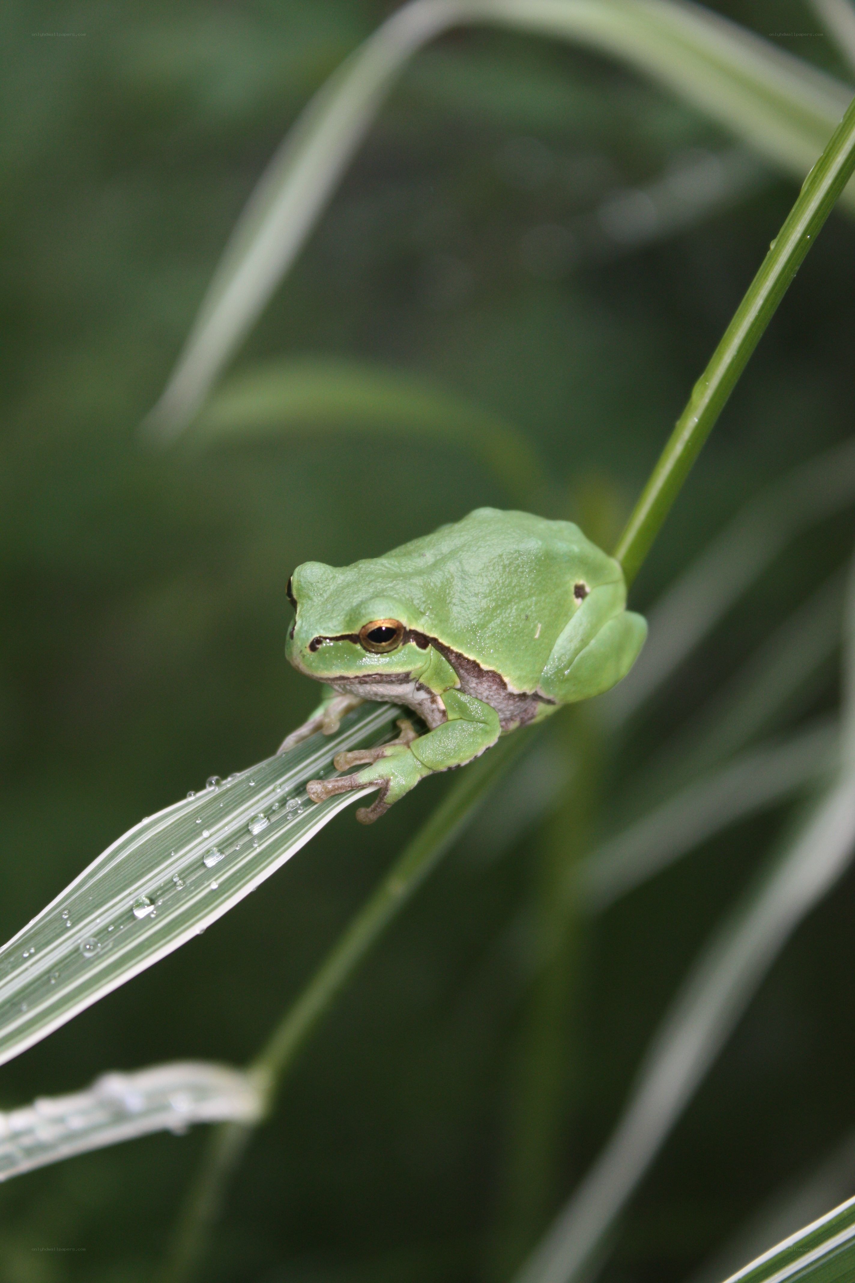 green tree frog on leaf