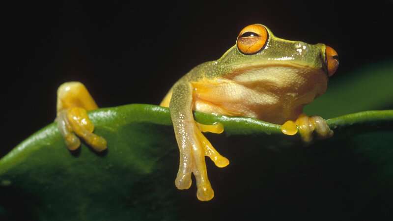 green tree frog on leaf