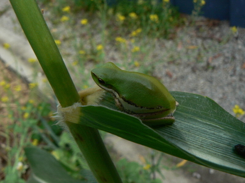 Green Tree Frog on Leaf — Calm, Afternoon