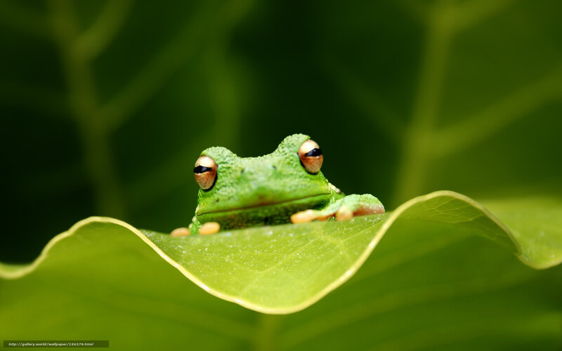 Green Tree Frog on Leaf — Calm, Photograph, Eyes