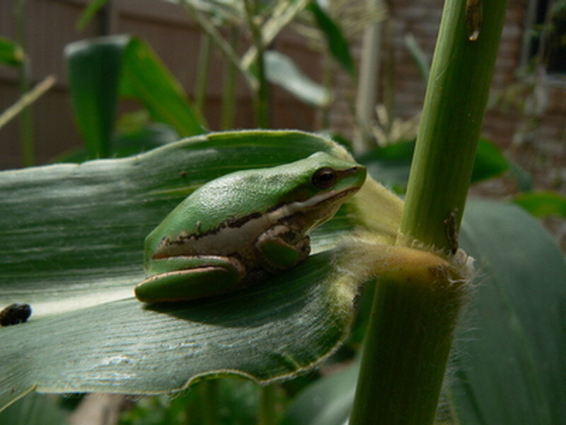 Green Tree Frog on Leaf — Calm, Photograph