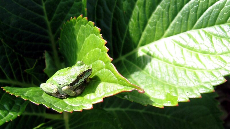 Green Tree Frog on Leaf — Serene, Afternoon