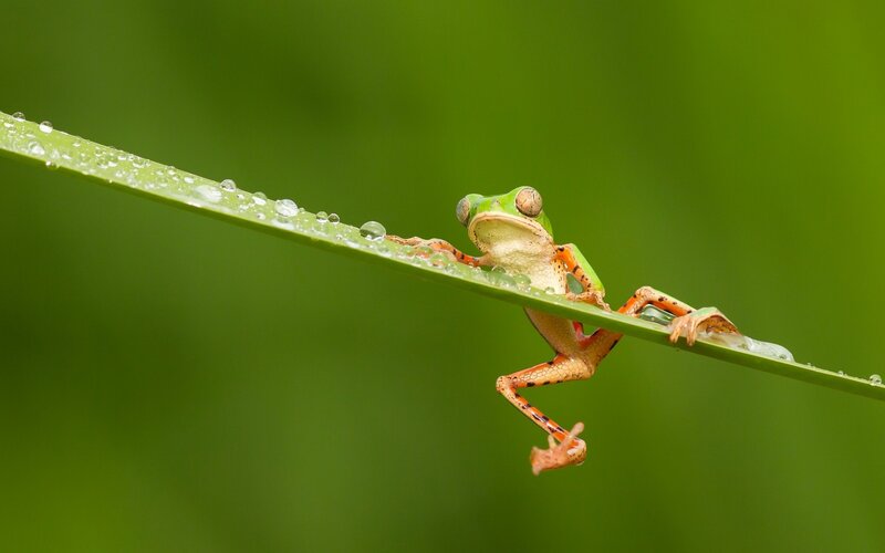 Green Tree Frog on Leaf — Serene, Photograph