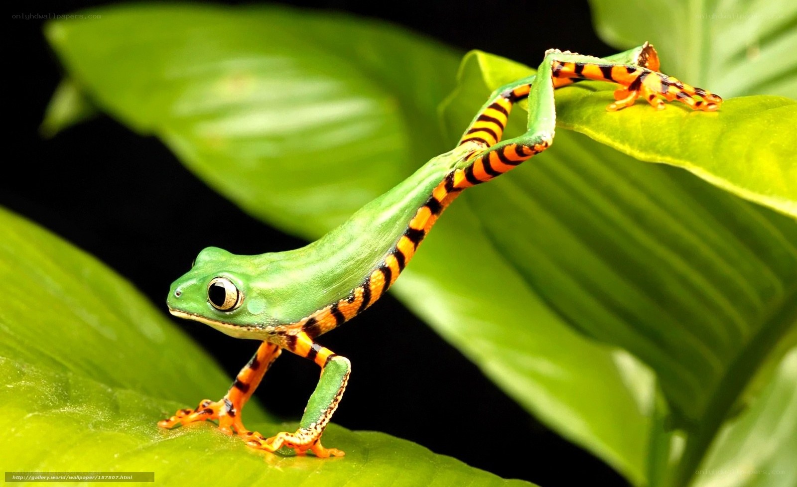 green tree frog on leaf