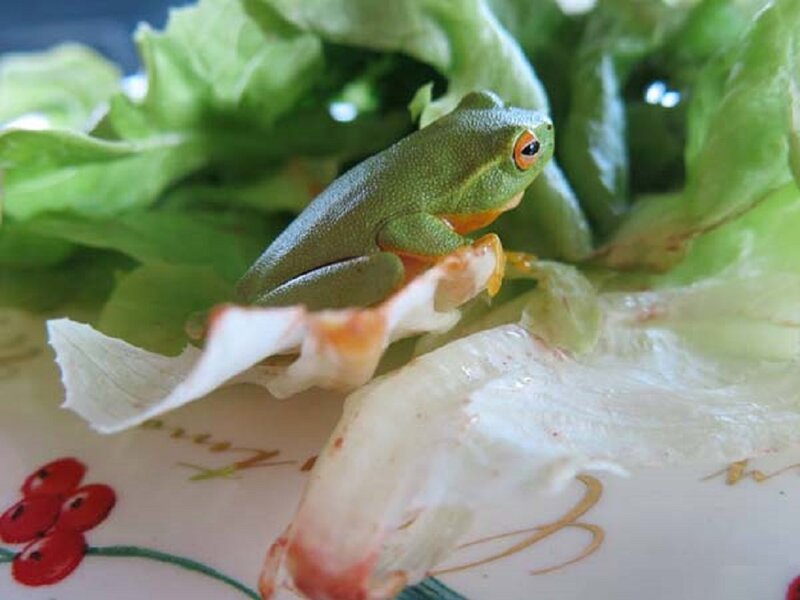 Green Tree Frog on Lettuce