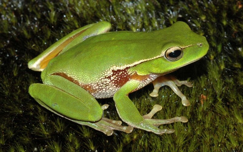 green tree frog on moss