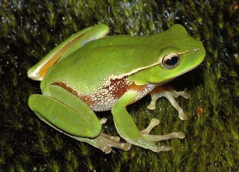 green tree frog on moss