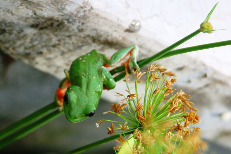 green tree frog on plant