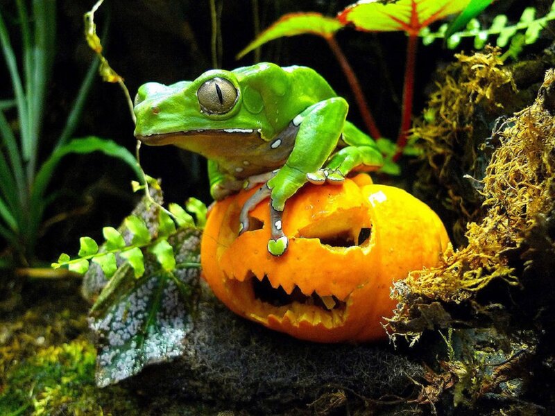 Green Tree Frog on Pumpkin
